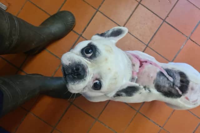 After being cared for at the RSCPA's Preston branch, Bruce was fostered and then adopted by Leyland couple Jack and Angharad Brennan.