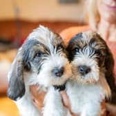 The Kennel Club is urging puppy buyers in the north west against being fooled into purchasing unhealthy pets by 'cute' pictures on social media