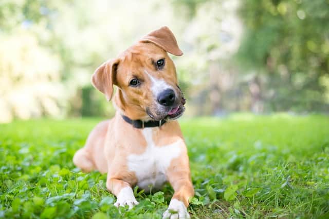 The idea behind Release The Dogs is to provide a secure site for canines to let off some steam (image: Mary Swift Photography/Adobe Stock)