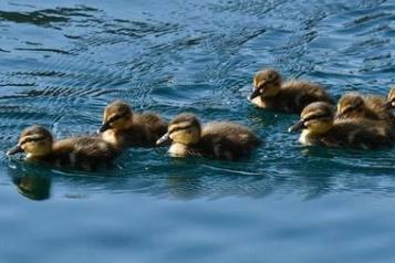How adorable are these ducklings!? From @popplemichael