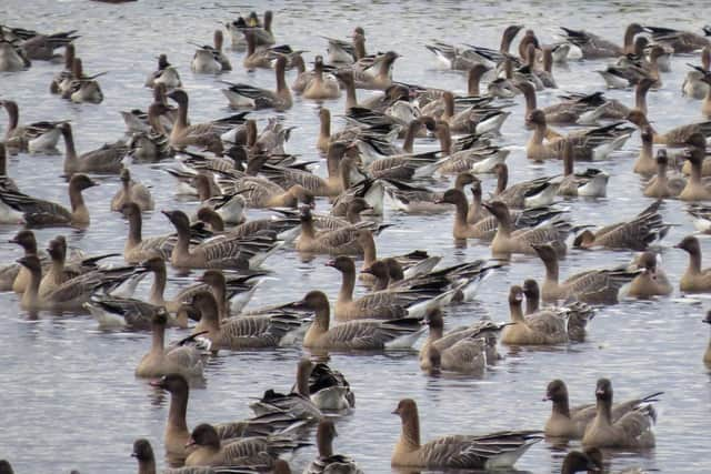 Martin Mere is hosting a number of events so that visitors can get a closer look at the amazing birds