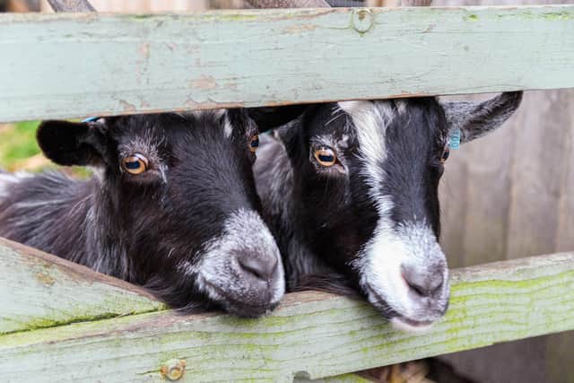Goats at the sanctuary in West Lancashire.