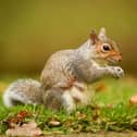 Grey squirrels, the Visigoths of the gardening world, says Susan Morrison