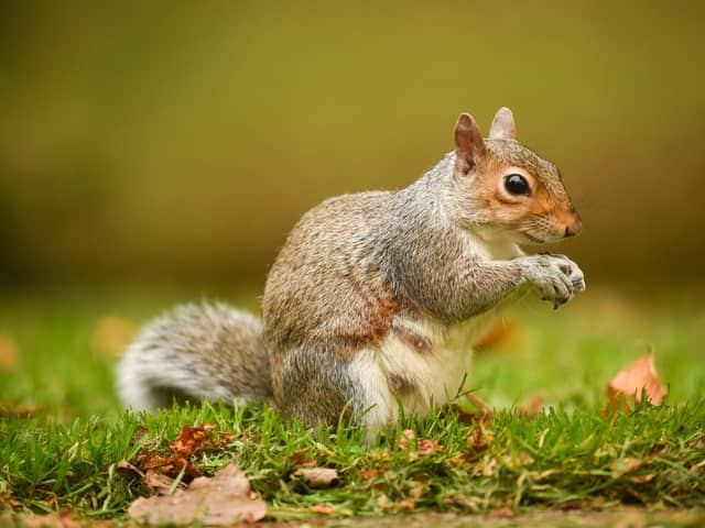 Grey squirrels, the Visigoths of the gardening world, says Susan Morrison
