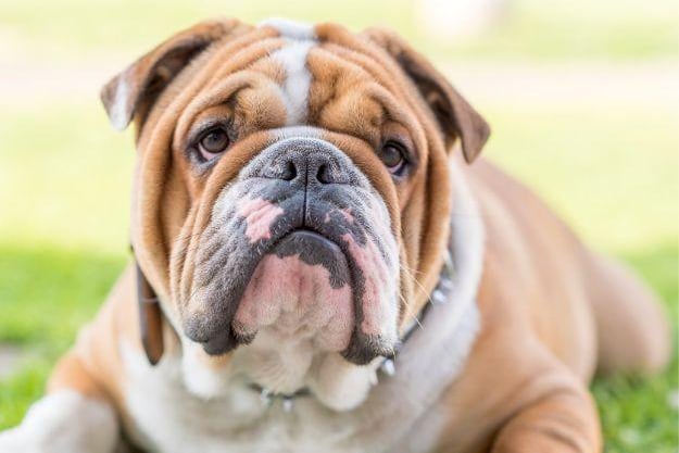 30 of the most popular dog breeds for 2024 has been unveiled: see where your furry friend sits on the list