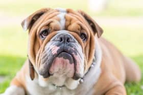 30 of the most popular dog breeds for 2024 has been unveiled: see where your furry friend sits on the list