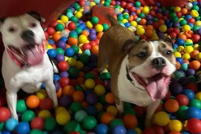 Happy as two dogs in a ball pit!