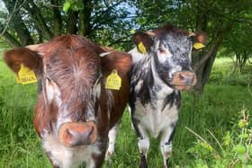 Cows at Brockholes, Preston