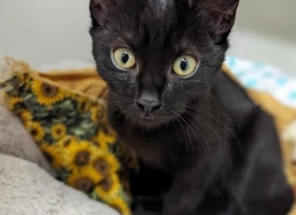 Loki ia a 3--month-old domestic short hair female who is described as being 'very friendly and affectionate who loves a fuss'. She loves cat naps, play time and will chase flirt poles and balls. She can live with children of any age and both cats and dogs