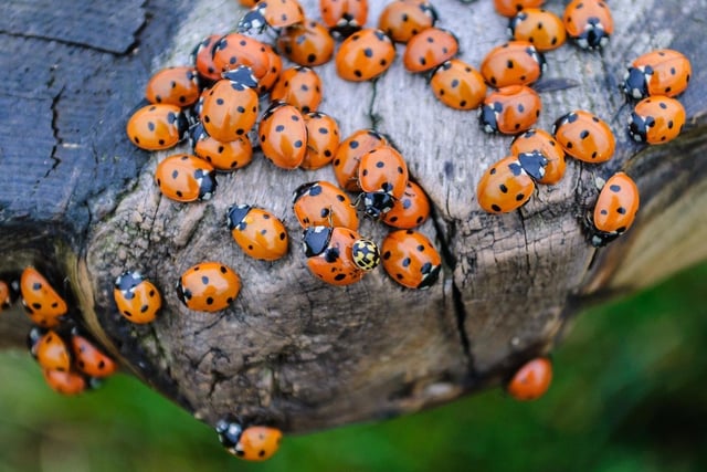 The 1976 heatwave is not only remembered for its incredibly hot weather, but for the large numbers of ladybirds that swarmed the UK