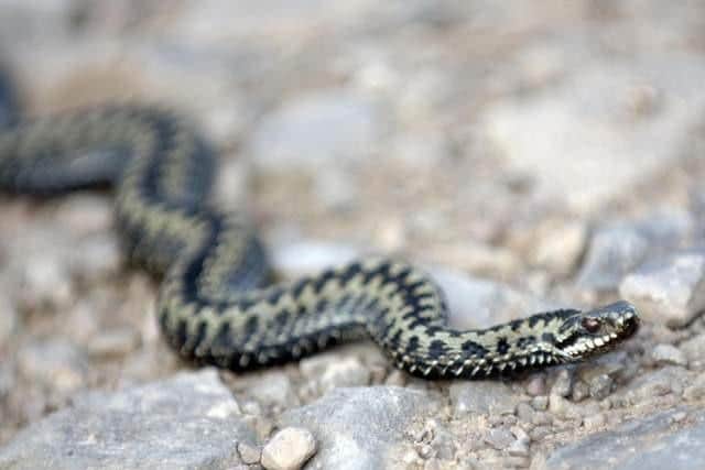 A study has shown most Prestonians dream about snakes. Photo: Ian Rutherford