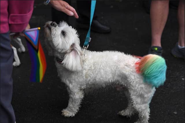 Puppy love joins in with the rainbow theme.