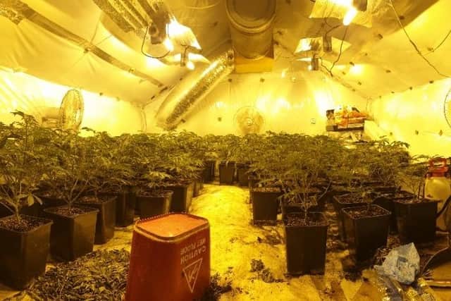 Almost 400 plants were recovered and several rooms were being used to dry the cannabis