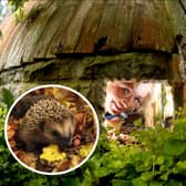 Cllr Jo Hindle-Taylor wants to provide Soith Ribble's hedgehogs with more opportunities to move around