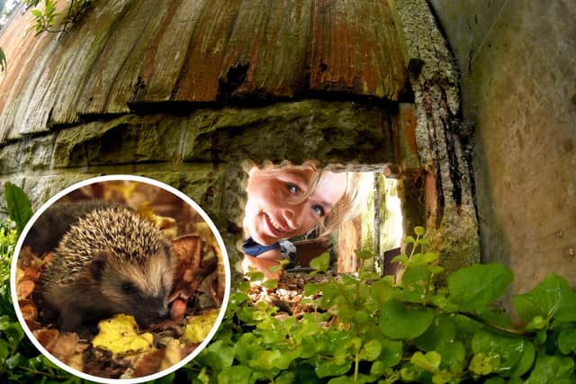 Cllr Jo Hindle-Taylor wants to provide Soith Ribble's hedgehogs with more opportunities to move around