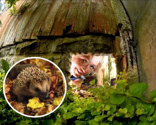 Cllr Jo Hindle-Taylor wants to provide Soith Ribble's hedgehogs with more opportunities to move around