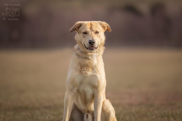 Breed: LabradorCrossbreedSex: MaleAge: 1 year 1 month