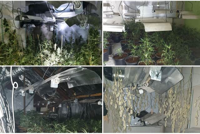 Approximately 250 cannabis plants were found in a disused business premises and they have now been recovered.