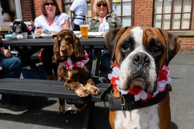 It was the perfect weather for enjoying a beer garden in the sun. These dogs enjoy a good time at the Great Eccleston Music Party to celebrate the Queen's Platinum Jubilee. Photo: Kelvin Stuttard