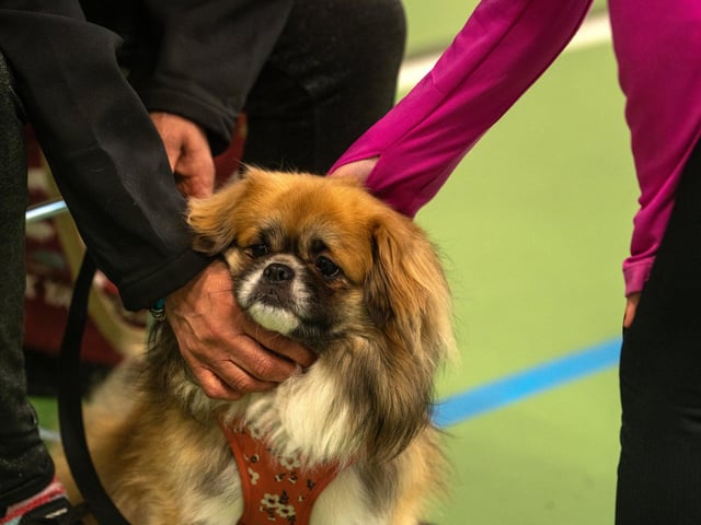 The workshop is aimed at children aged between 4-11 to educate them on safe interactions with dogs at Inspire Youth Zone, Chorley