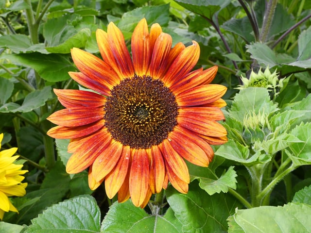 Is that an orange sunflower?