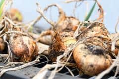 Onions which have been left to rot