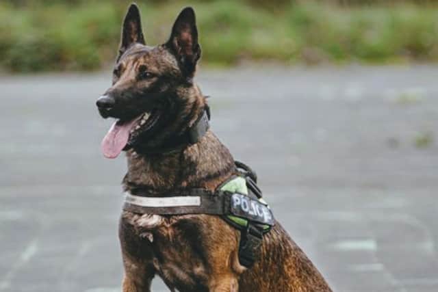 PD Jax, aged around 7years, was shot dead by police after he became and attacked his handler while searching for a missing person in fields near the River Darwen in Walton-le-Dale this morning (Thursday, August 3). (Photo by Lancashire Police)