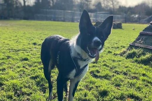 Luna is a Border Collie , female , one year four months old. Picture from Animal Care Lancaster.