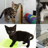 Woodlands Animal Sanctuary in Holmeswood, Ormskirk, are full after an influx of kittens were born.