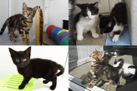 Woodlands Animal Sanctuary in Holmeswood, Ormskirk, are full after an influx of kittens were born.