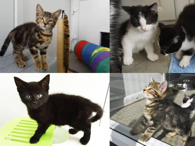 Woodlands Animal Sanctuary in Holmeswood, Ormskirk, are full after an influx of kittens were born.