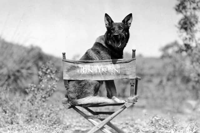 Cinema’s first canine movie star, Rin-Tin-Tin.