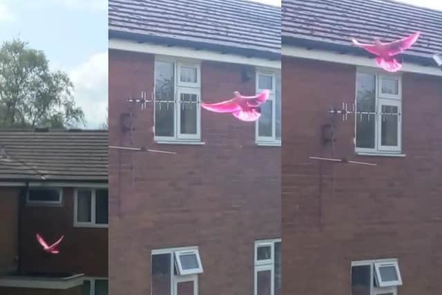 A rare pink pigeon has been spotted in Nelson