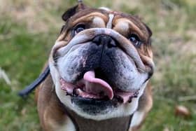 Ziggy is an English Bulldog, male, 4 years 1 month old.
