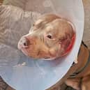 Four-year-old American Bulldog Zeus was left needing one of his ear's stapled after suffering a vicious attack by three other dogs