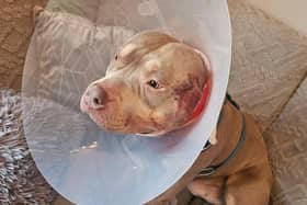 Four-year-old American Bulldog Zeus was left needing one of his ear's stapled after suffering a vicious attack by three other dogs