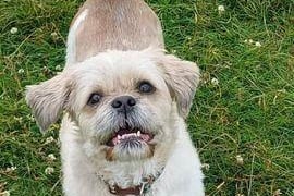 Breed: Shih Tzu
Sex: Male
Age: 11 years 3 months