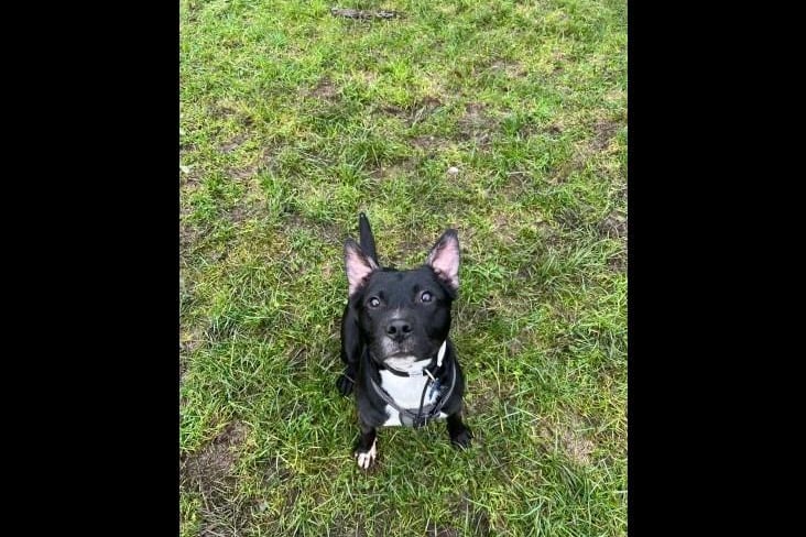 Moose is friendly two-year-old Staffordshire bull terrier cross. He loves any sort of food you give him and will happily work for just biscuits as well as any sort of treat. Because of his love of food, Moose learns new tricks and commands quite fast. He knows a lot of his basic commands and each day is learning more and more. This clever dog is looking for a home as the only pet and can live with children ages 16+.