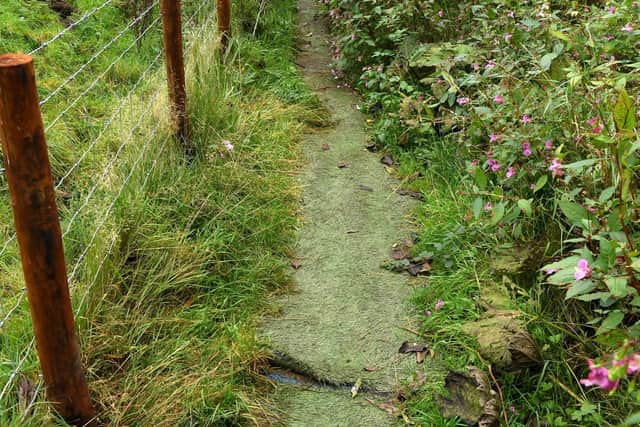 Arificial grass contains plastic particles that environmentalists fear will be washed into the river