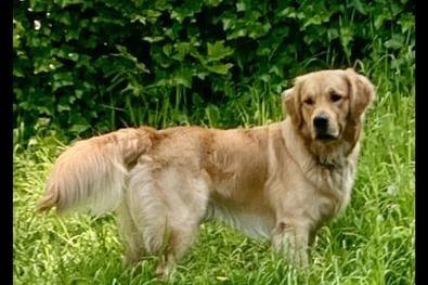 Michelle Hatton: "Golden Retrievers all the way."