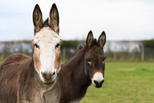 The sanctuary also cares for horses.