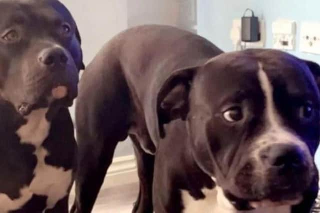 A protest rally will be held at Preston Cenotaph on June 4 for Marshall and Millions - two Staffordshire bull terriers gunned down in the capital earlier this month by Metropolitan Police officers