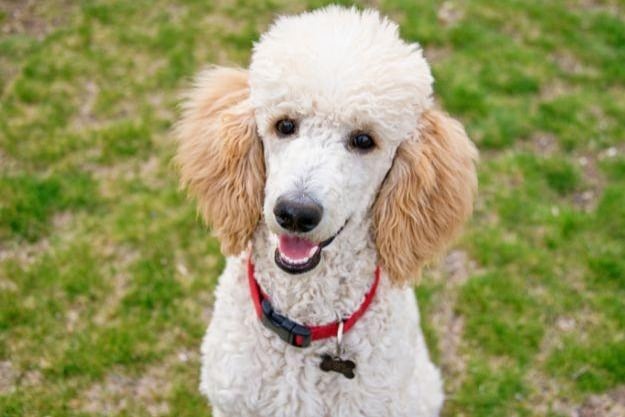 7 - Poodles. (Score 61).
Search volume: 0.72M; Instagram tags: 32.6M. Celebrated for their curly, hypoallergenic coats, which make them suitable for allergy sufferers. Their intelligence and versatile nature make them highly trainable for various activities, from show dogs to therapy dogs.