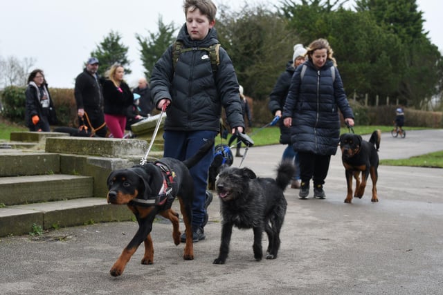 BLACKPOOL - 29-01-23  Dog owner meet up for a group walk around Stanley Park Blackpool, organised by Samantha Willoughby, who runs The Rottweilers of Lancashire group on social media.  The group hope to raise awareness of safety around reactive dogs.