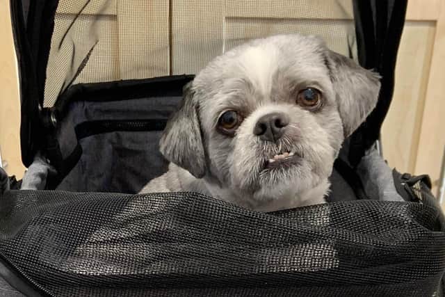 Winston, a three year old Shih Tzu, is recovering after getting a barbed grass seed removed from his paw