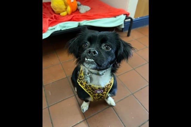Oreo is a crazy but lovable seven-month-old Shih Tzu cross. She is an energetic little girl, with lots of energy to burn so she is looking for a family that love to go on adventures that she can tag along with. She does have hip dysplasia in her left hip, currently she is fine and doing well however this will require treatment in the future and she would need a home where she can keep fit and maintain a healthy weight. She gets along with other dogs and enjoys playing with them, therefore she could live with another dog in the house that matches her puppy energy, children of any age but no cats.