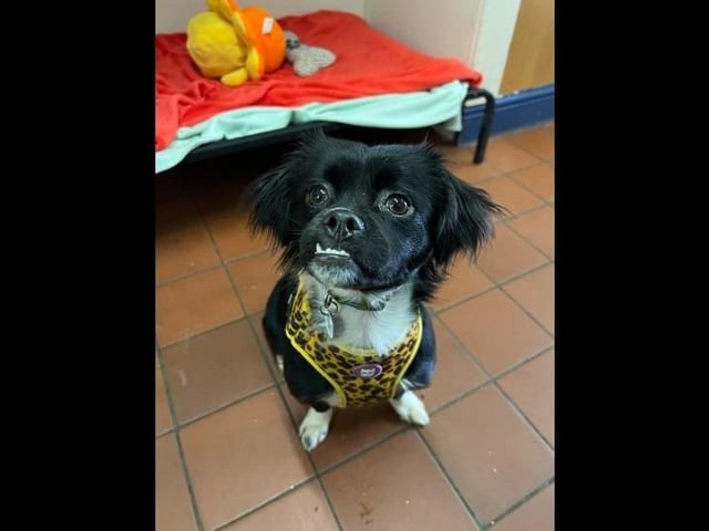 Oreo is a crazy but lovable seven-month-old Shih Tzu cross. She is an energetic little girl, with lots of energy to burn so she is looking for a family that love to go on adventures that she can tag along with. She does have hip dysplasia in her left hip, currently she is fine and doing well however this will require treatment in the future and she would need a home where she can keep fit and maintain a healthy weight. She gets along with other dogs and enjoys playing with them, therefore she could live with another dog in the house that matches her puppy energy, children of any age but no cats.