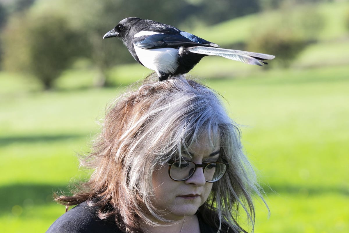 This remarkable Lancashire magpie has been grounded by his owner after causing mayhem in Greggs