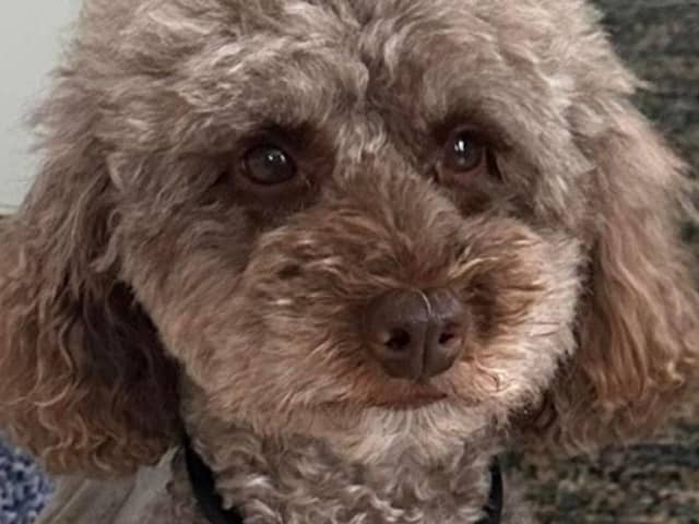 Buddy the toy poodle is recovering at home in Burnley after he underwent three operations for devastating injuries he suffered after he was attacked by another dog in Padiham