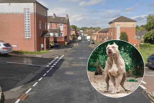 A boy was bitten by a suspected XL Bully on Cedar Street in Blackburn (Picture credit: Google/ Generic image of XL Bully: Luxorpics - stock.adobe.com)